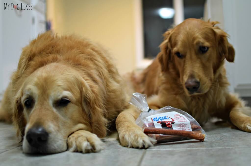 Harley and Charlie can't wait to get into their Raw Paws Bully Sticks!