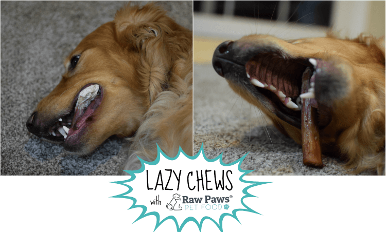 Charlie demonstrating some lazy chews with his Raw Paws bully stick! So good he doesn't want to stop!