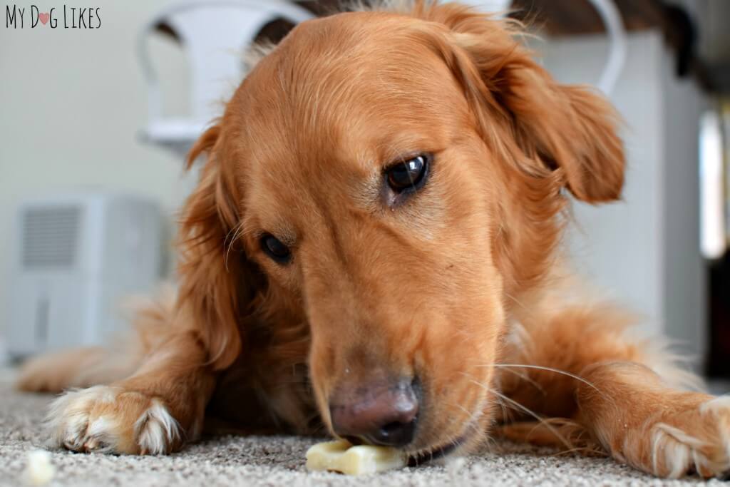 Our Golden Retriever Charlie enjoying a dog dental chew