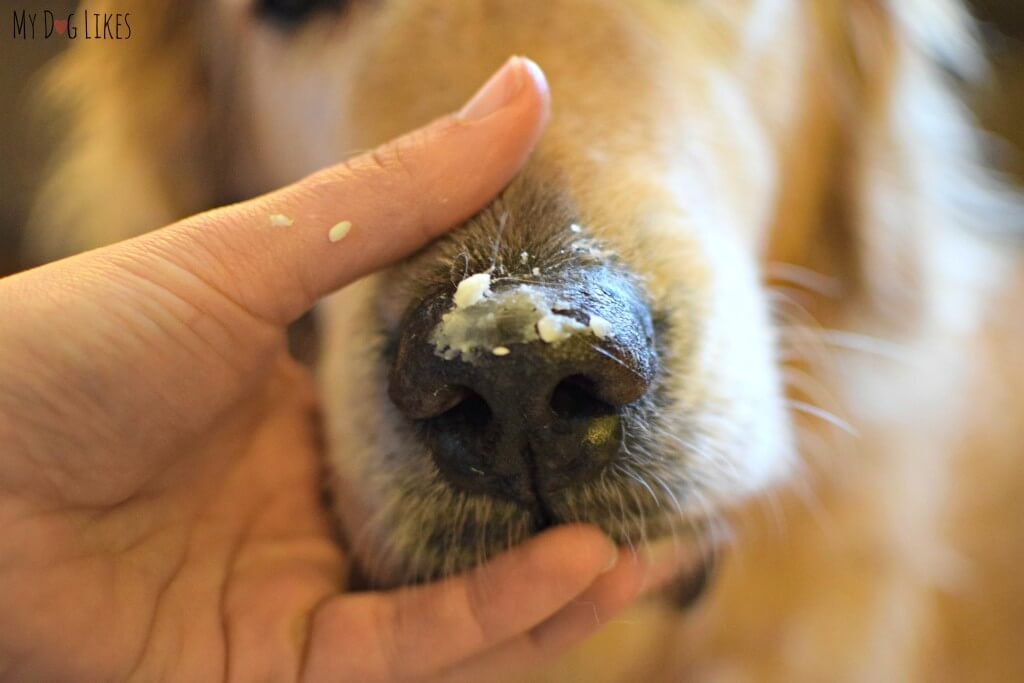 Dealing with a dry dog nose? Try Walter's Dog Balm - an all natural moisturizer!