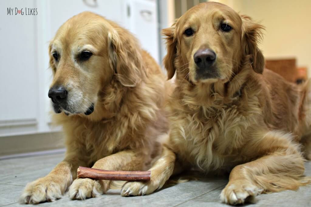 The boys don't want to share their natural bully sticks from Raw Paws!