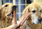 Harley and Charlie about to enjoy some Raw Paws bully sticks for dogs