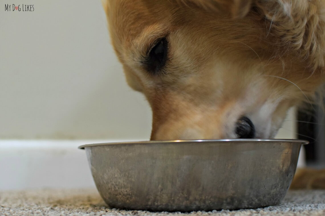 Open Farm Dog Food Review Sustainable and Ethically Sourced