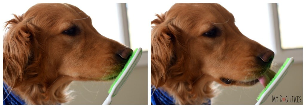 Using the Orapup dog tongue brush