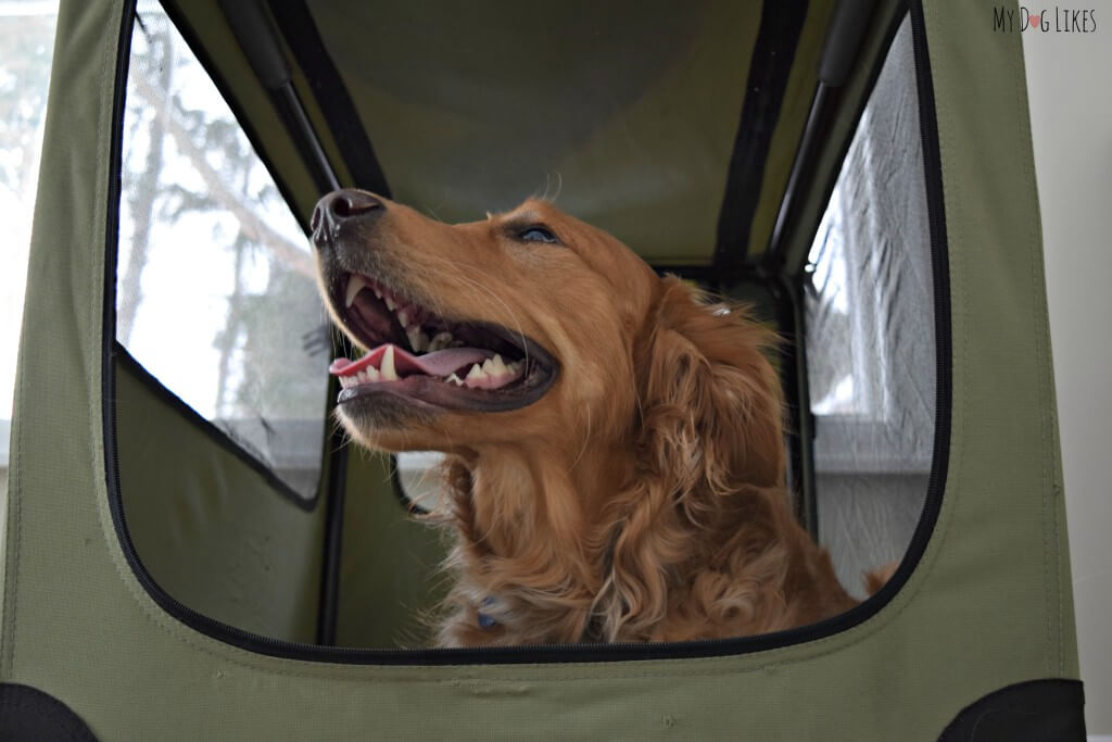 Charlie safe & secure in his Noz-to-Noz soft crate