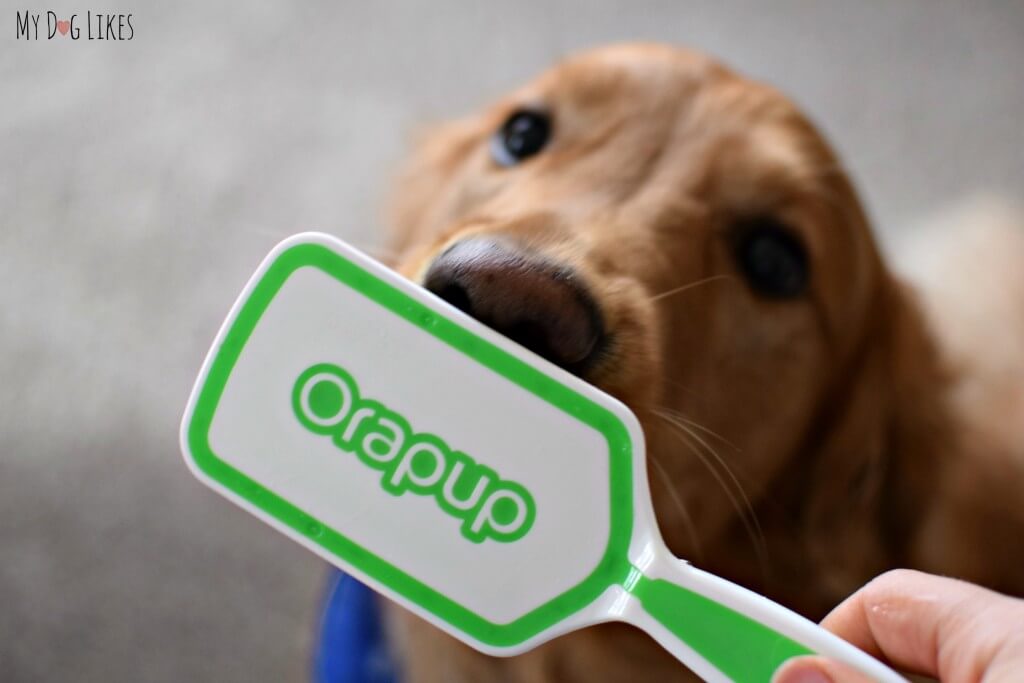 Our Golden Retriever Charlie using his Orapup tongue brush