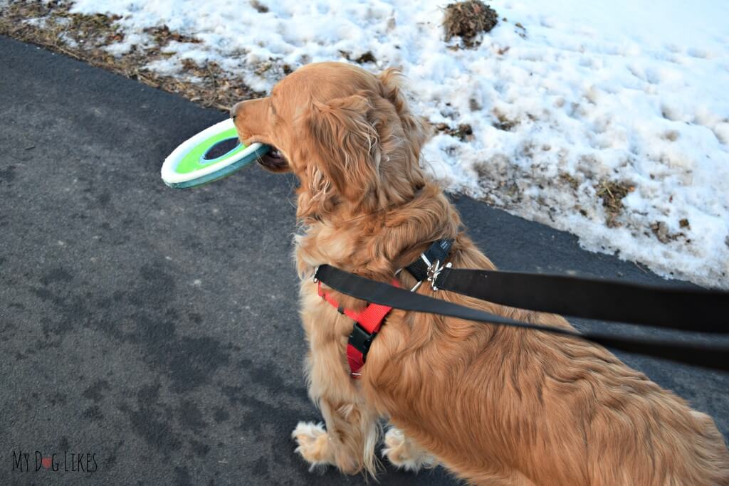 Walking Charlie in his dog harness