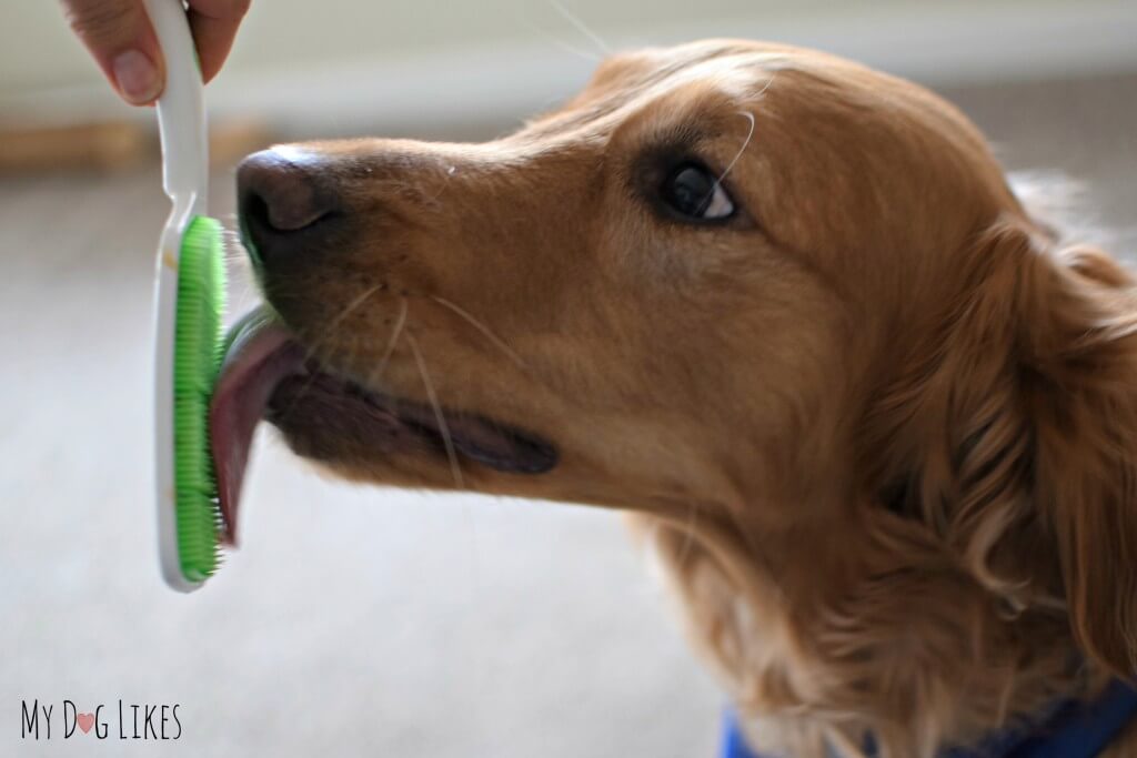 Charlie licking the Orapup tongue brush