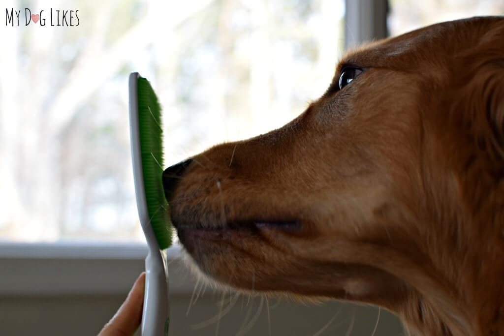Giving Charlie a chance to sniff the Orapup brush to get used to it