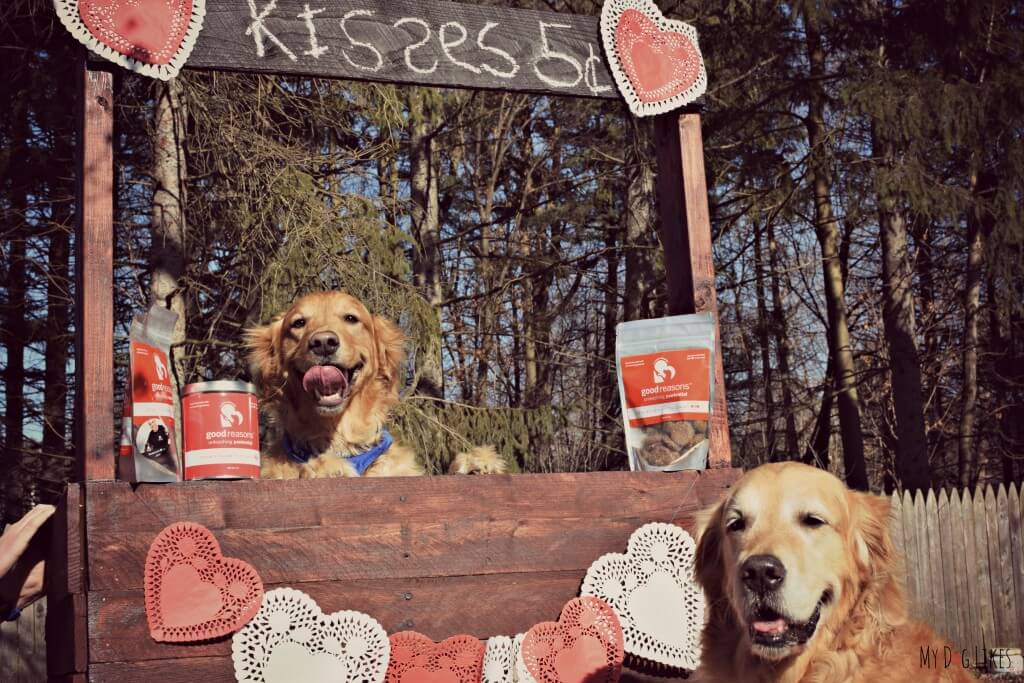 #MyDogValentine Dog Photo Contest