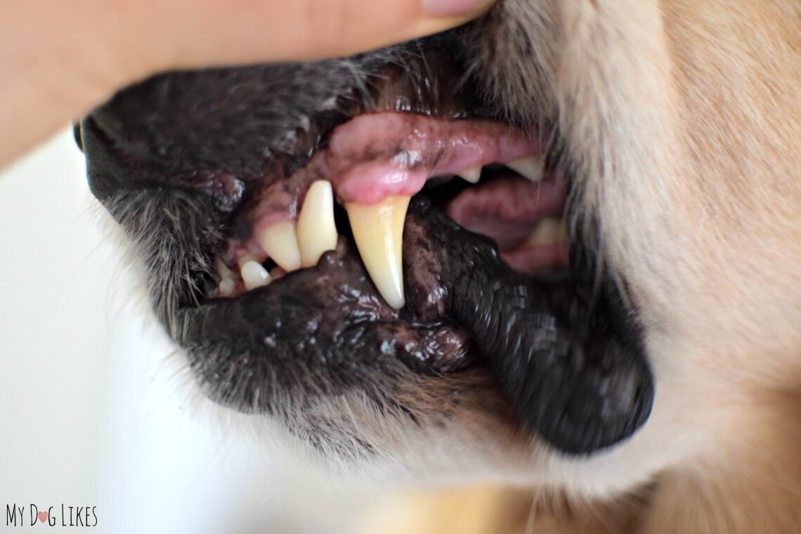 Trudog Dental Care: Solutions For The Tough To Brush Pup!