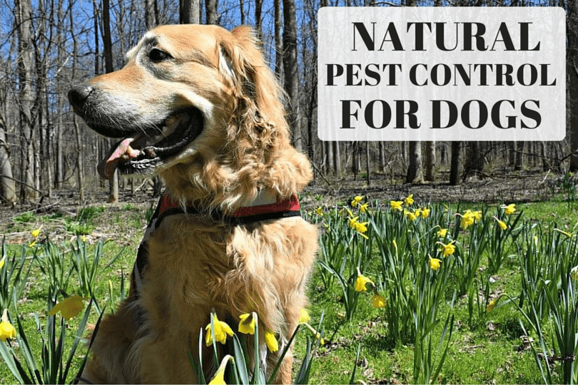 MyDogLikes breaks down the growing options for natural pest control