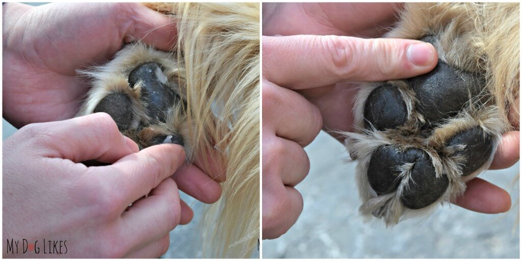 Applying dog paw wax to Harley's paws. Note the sheen showing a protective layer has been formed.