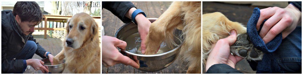 Cleaning dog paws after a walk