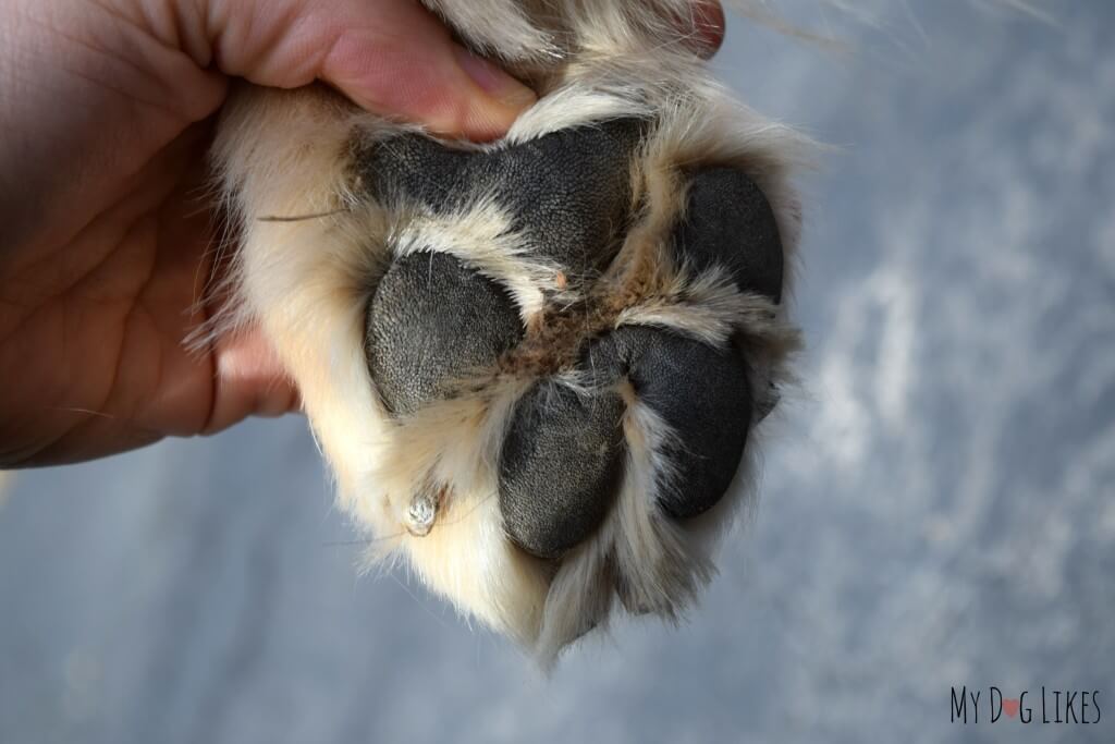 Taking a closer look at Harley's dry paw pads