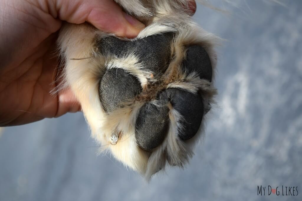 dog paw pad callus