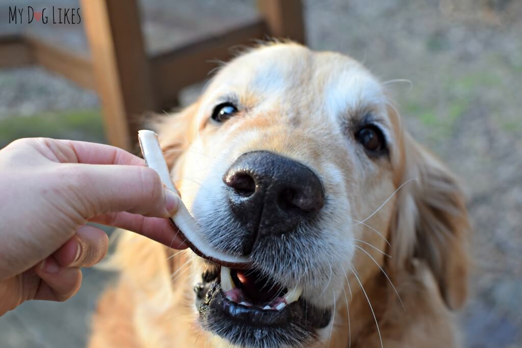 Harley eating a Coconut Smile dog treat from Dr. Harvey's