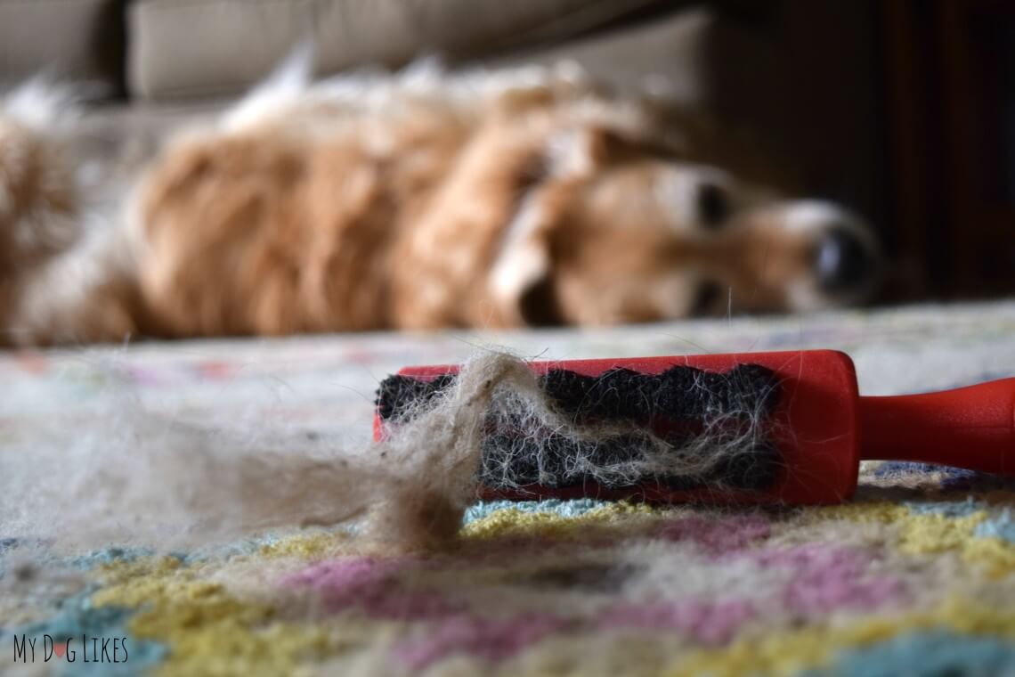 Be Forever Furless with the Lilly Brush Pet Hair Remover