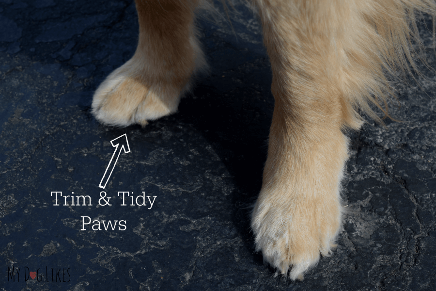 Baely's Paw Shield Review - Withstanding a Real Arctic Blast