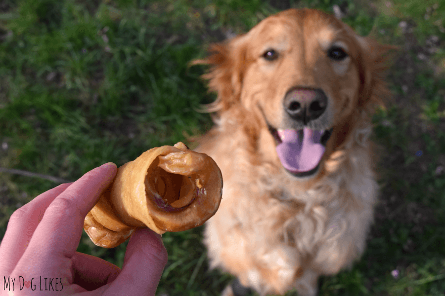The Bully N Bacon dog chew consists of a curled bully stick wrapped in pig skin.
