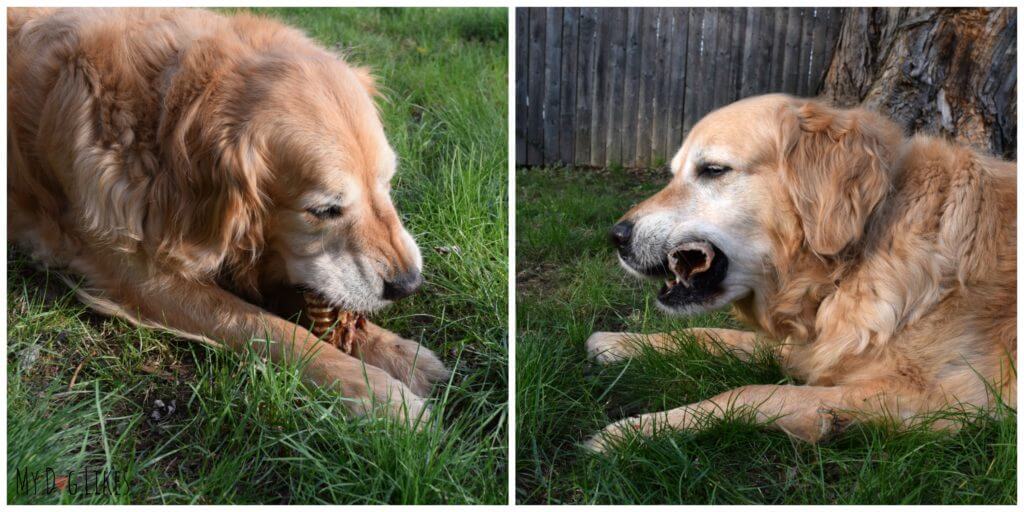 Curious about Esophagus treats for Dogs? Trachea can be a great natural source of glucosamine and chondroitin.