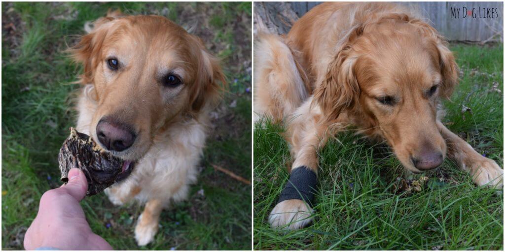 Our Golden Retriever Charlie with a wrapped paw after tearing his dewclaw