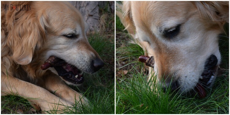 Harley enjoying a special Hot Dog for Dogs from Jones Natural Chews