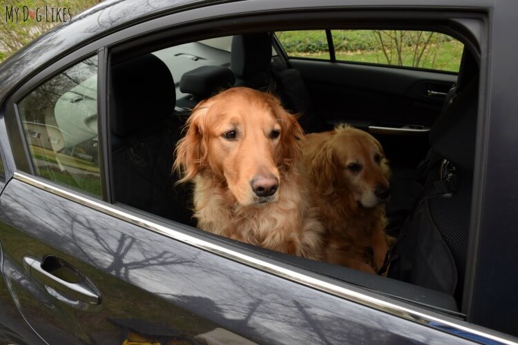 Harley and Charlie are ready to take a ride in style and comfort!