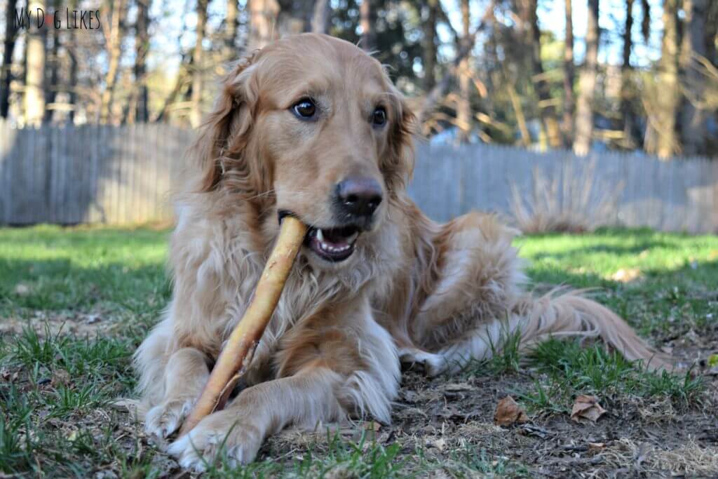 Bully Sticks for aggressive chewers from Best Bully Sticks