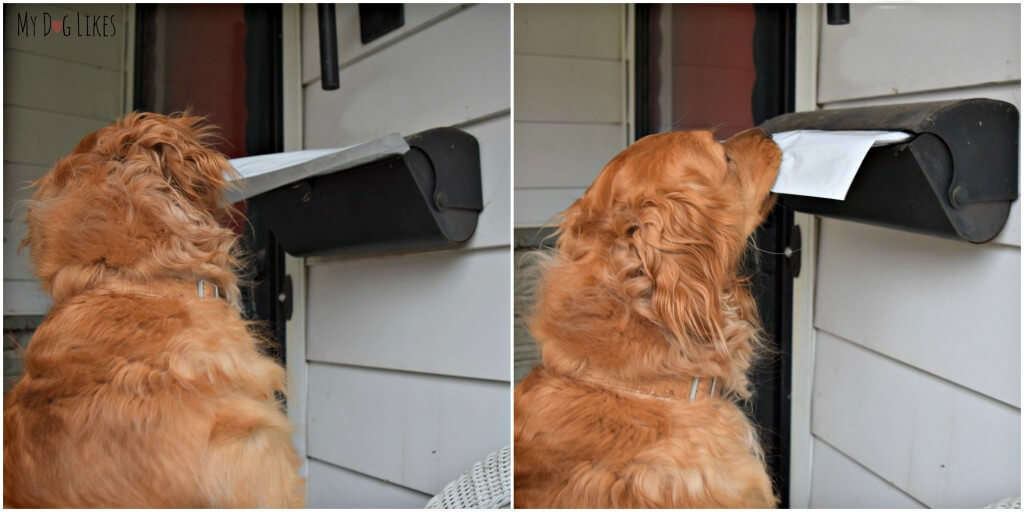 Charlie dog getting the mail!