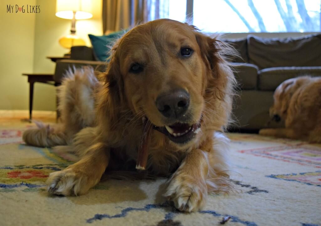 Charlie testing out his bully stick from Bully Bundles