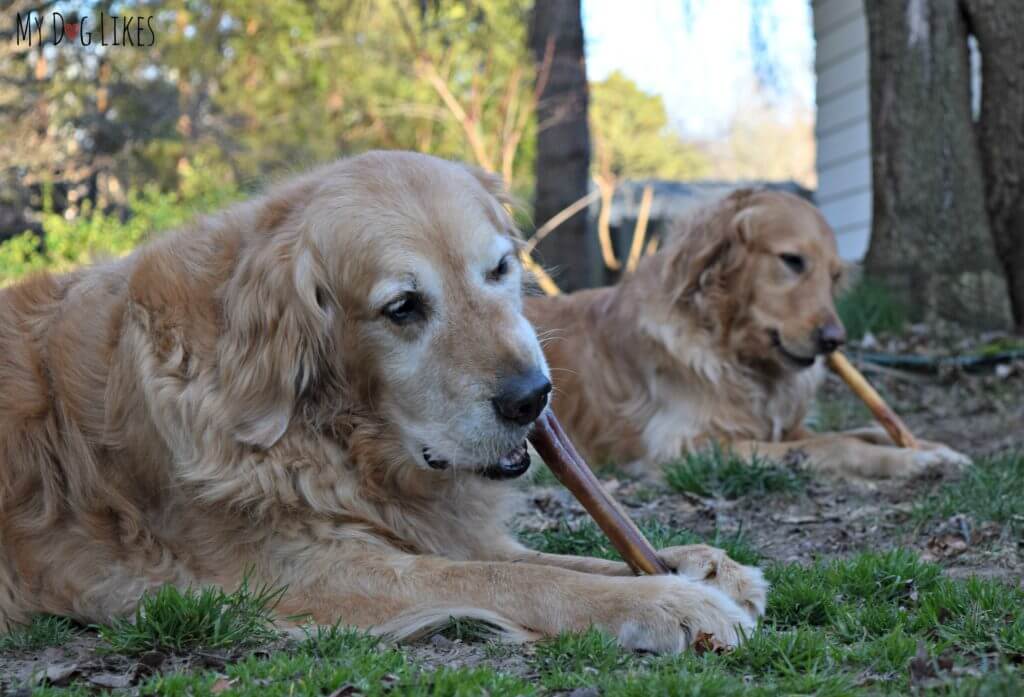 Harley and Charlie enjoying some Jumbo Bully Sticks