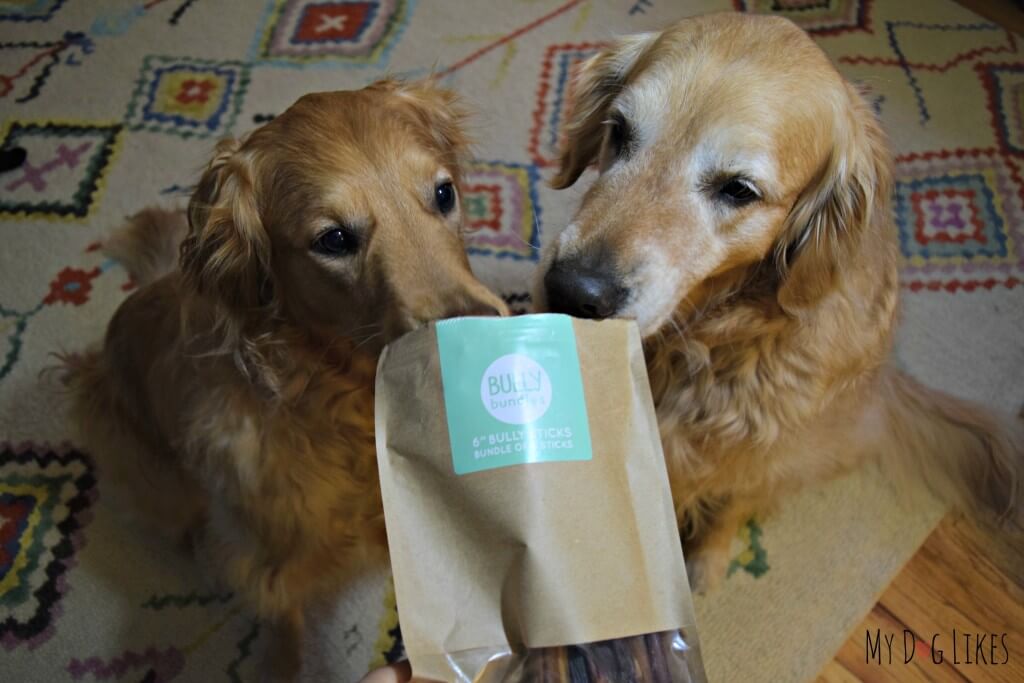 Taking a whiff of their new Bully Sticks before digging in!