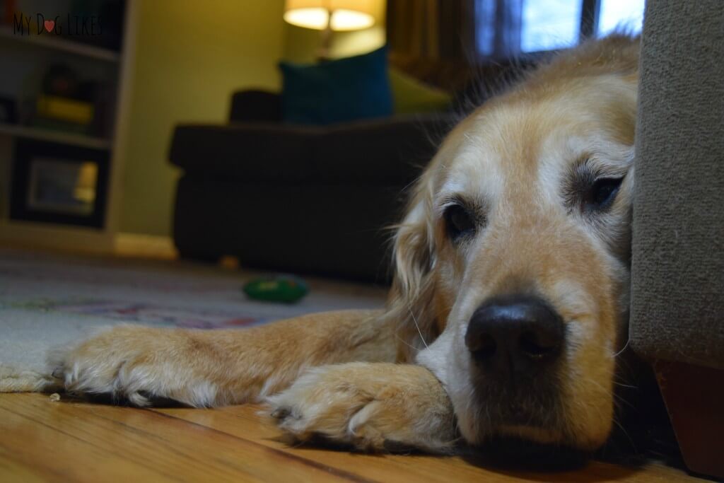 Poor Harley wondering if he will ever get a tasty treat again!