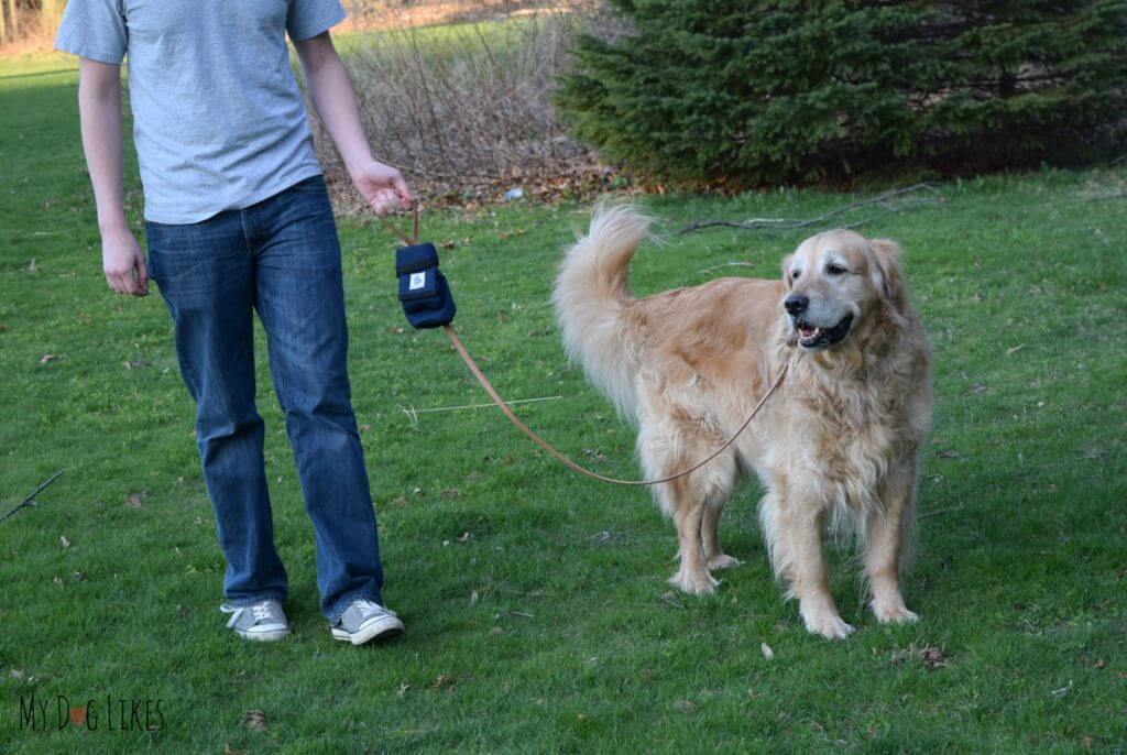 Walking with our Golden Retriever Harley