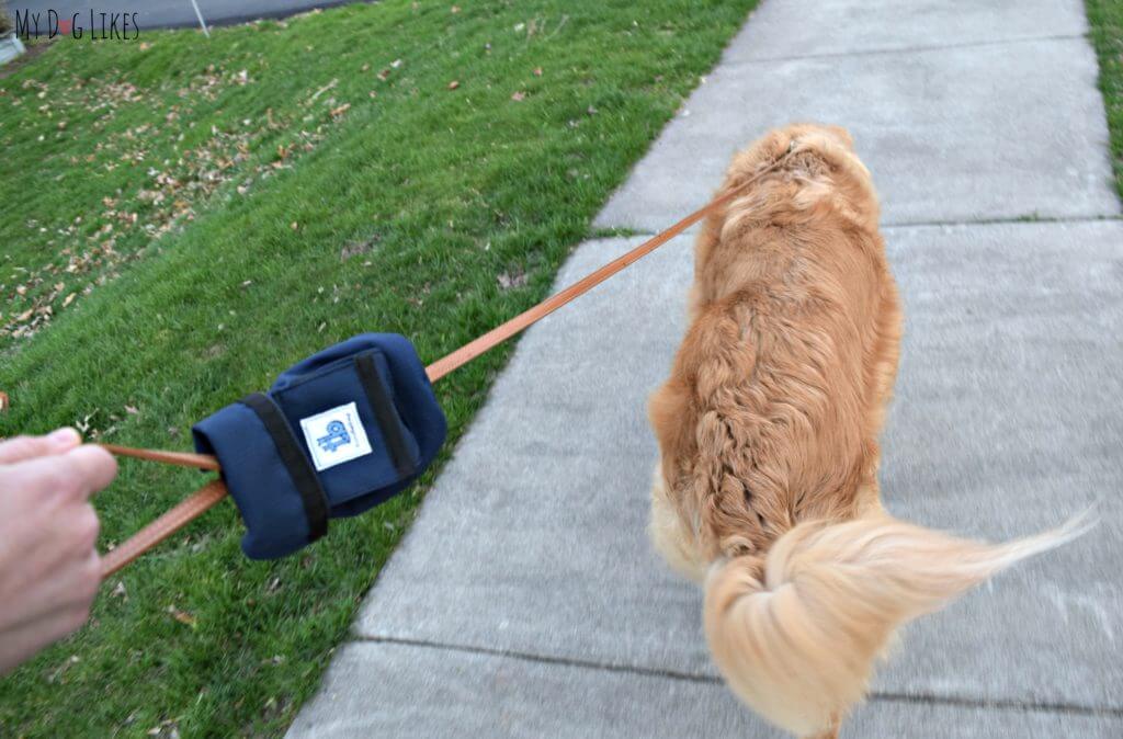 On a walk with the Turdlebag leash attachment.