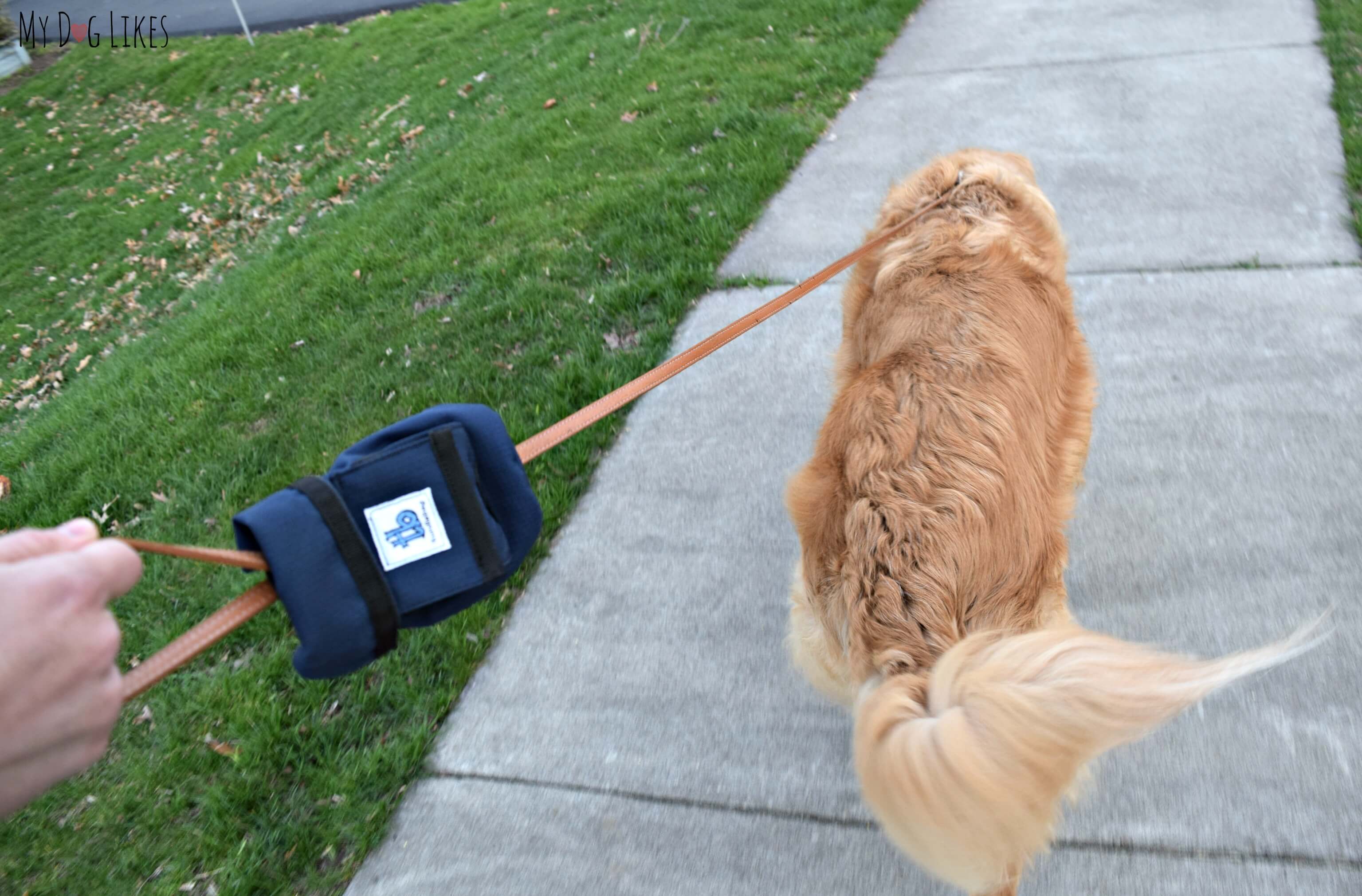 Dog Essentials List: 13 Necessities for New Dog Owners - CNET