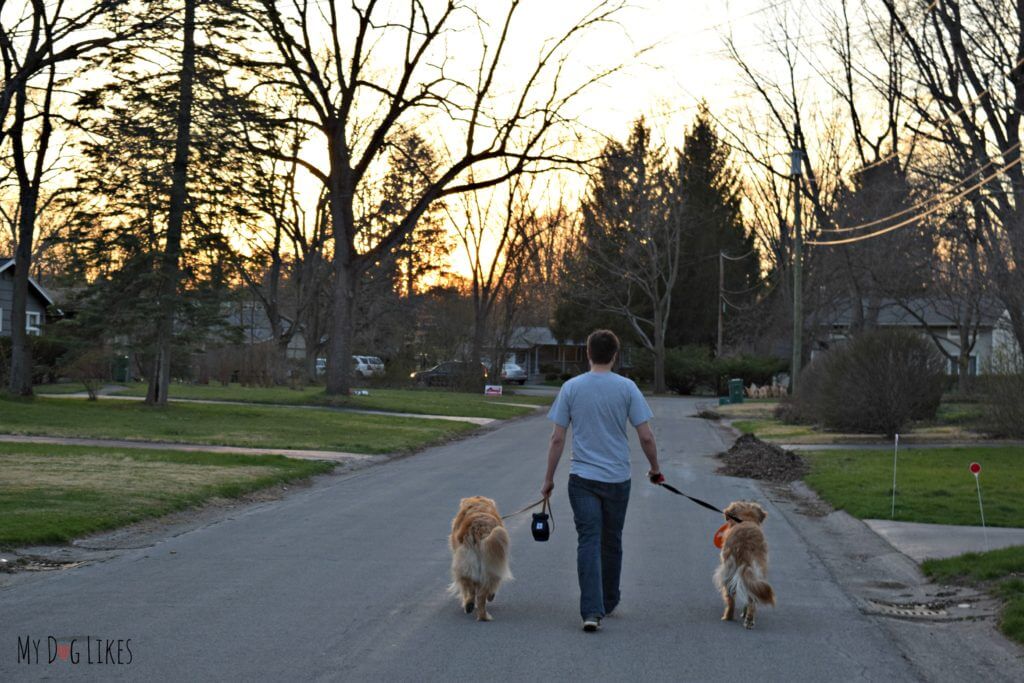 Walking with multiple dogs