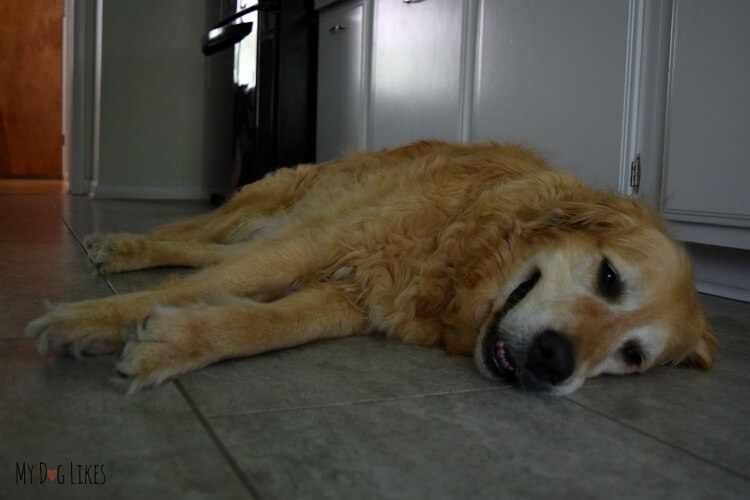 Our dog Harley cooling off on the tile floor in the kitchen