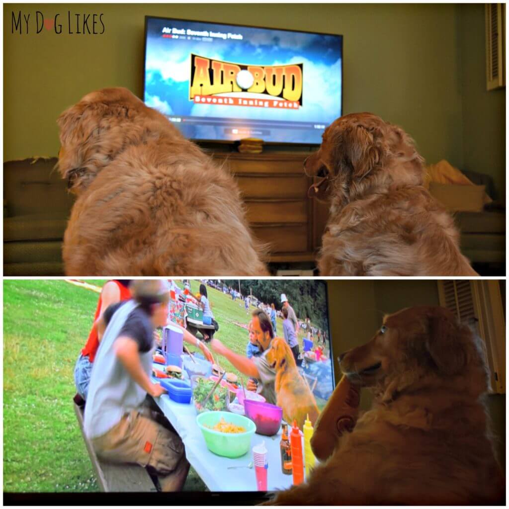 Golden Retriever Movie Night