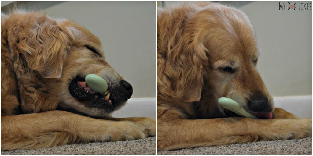 These tough dog chews are great for aggressive chewers but you should still supervise all chewing sessions to make sure no large chunks are broken off and ingested!