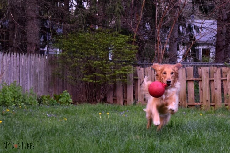 The Jolly Ball Tug-N-Toss is one of our favorite outdoor dog toys