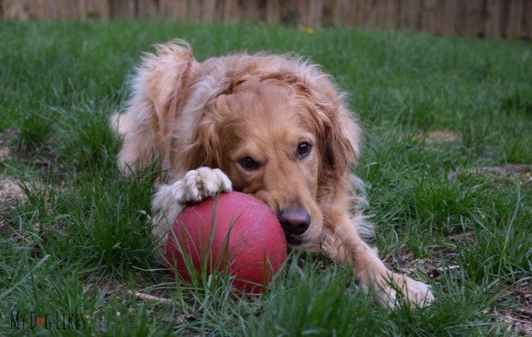 Our dog Charlie Chewing on the Jolly Ball handle