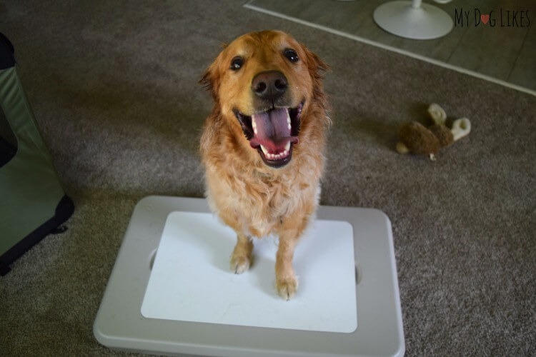 Looking for a large dog cooling pad? Check out the Chillspot cooling station which stays cool for more than 8 hours!