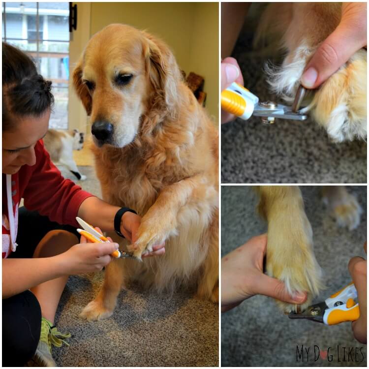Cutting Harley's nails in our Wagglies Dog Nail Clipper Review