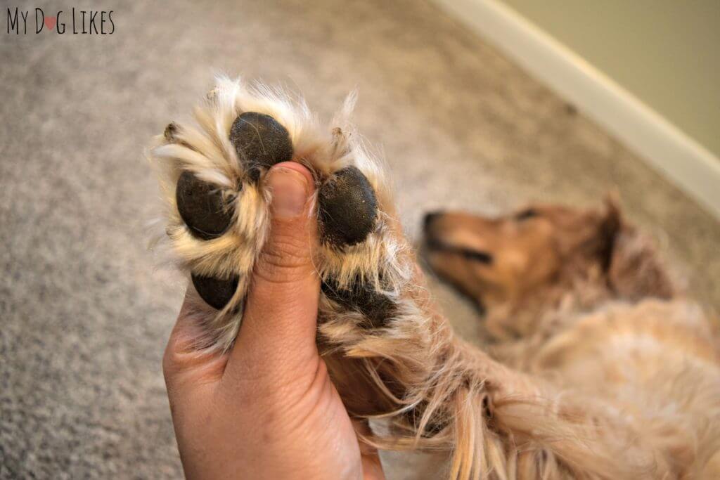 Learn how to trim a dog's nails and other dog ownership skills at MyDogLikes