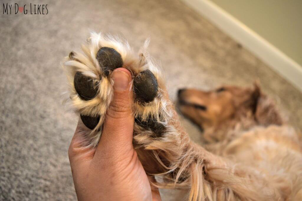 Trimming a Dog's Nails with Wagglies Dog Nail Clippers