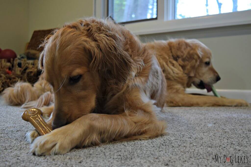 Our Golden Retrievers chewing on nylon dog bones