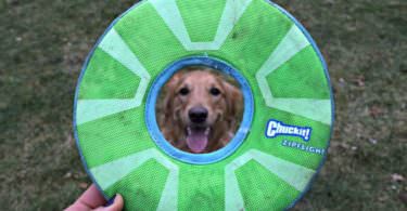 MyDogLikes breaks down the best frisbees for dogs