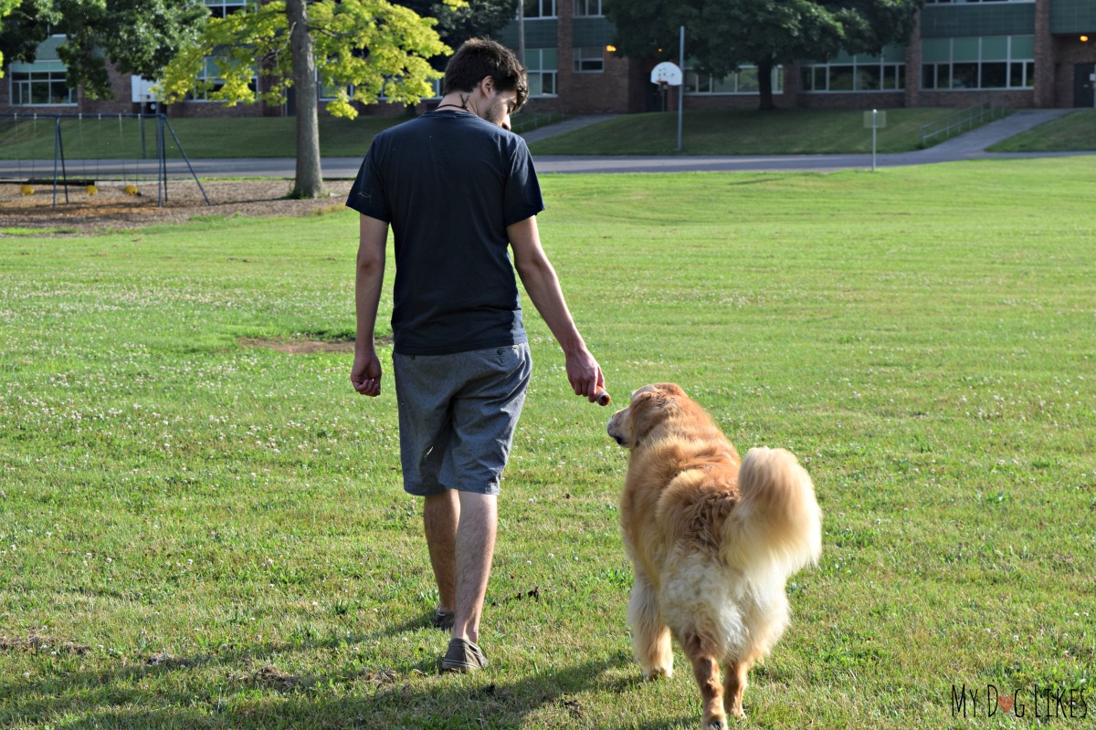 10 Loose Leash Walking Tips to Stop Pulling in its Tracks - Long Haul  Trekkers